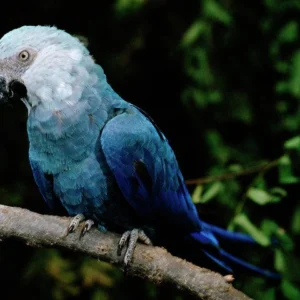 Spixs Macaw