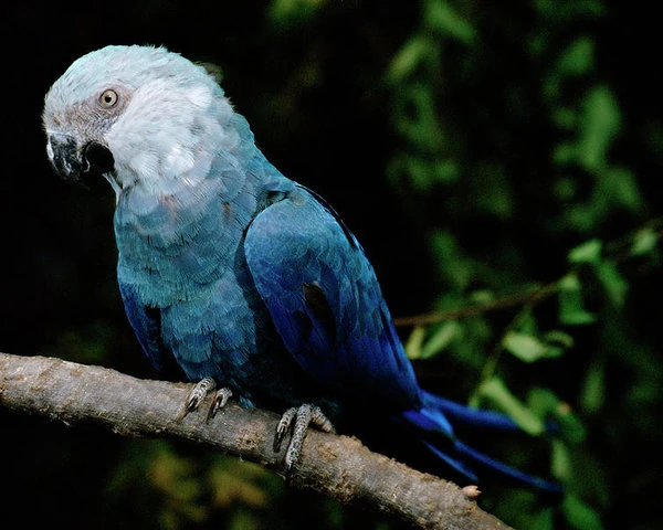 Spixs Macaw