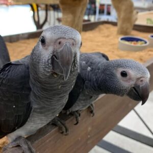 Timneh African Grey