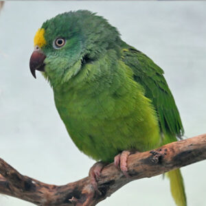 Tui Parakeet Parrot