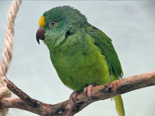Tui Parakeet Parrot