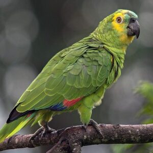 Turquoise-Fronted Amazon