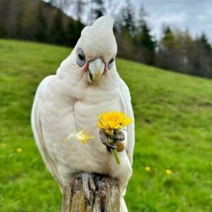 Umbrella Cockatoo Parrots