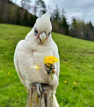 Umbrella Cockatoo Parrots