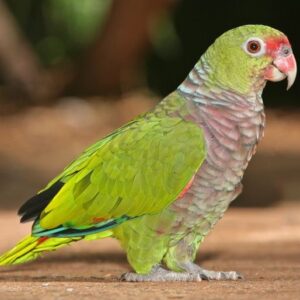 Vinaceous-Breasted Amazon