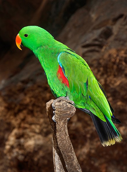 Vosmaers Eclectus