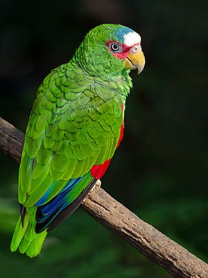 White Fronted Amazon