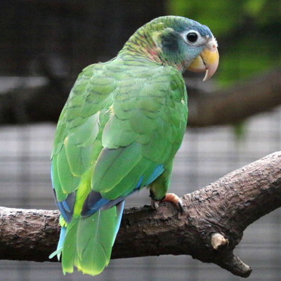 Yellow-Billed Amazon