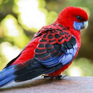 Crimson Rosella