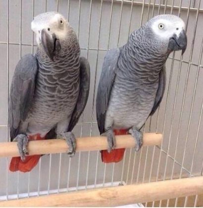 African Grey Parrots (Pair)