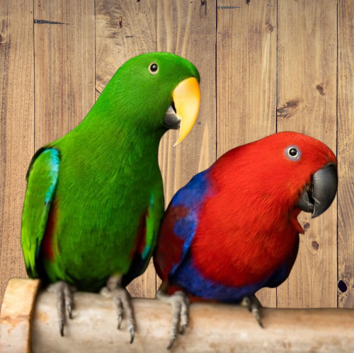 Electus Parrots (pair)