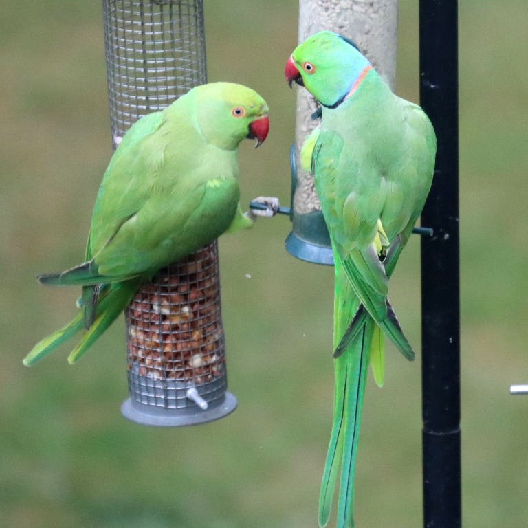 Indian Ringnecks Parakeet (pair)
