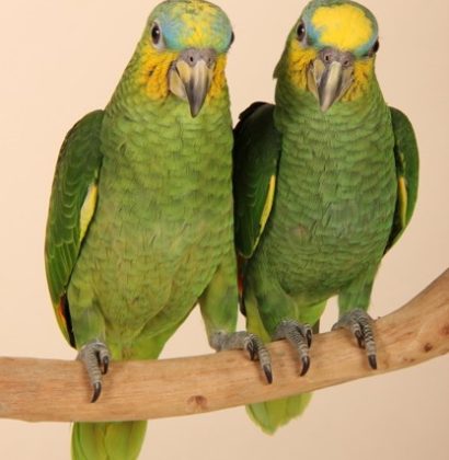 Orange Winged Amazon (pair)