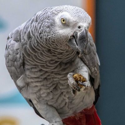 African Grey2