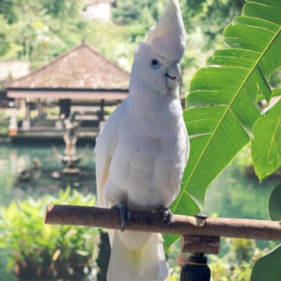 Cockatoo_White_Male