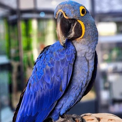 Hyacinth Macaws11 (1)