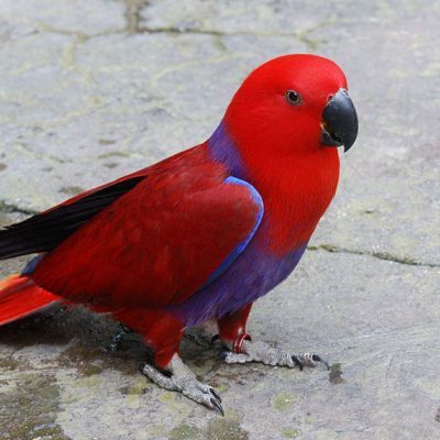 Red-Sided-Eclectus